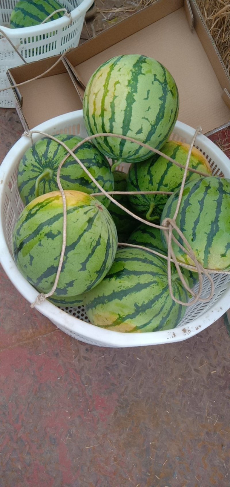 岳阳大棚麒麟西瓜头茬7/13斤，专业验瓜，团队装车。