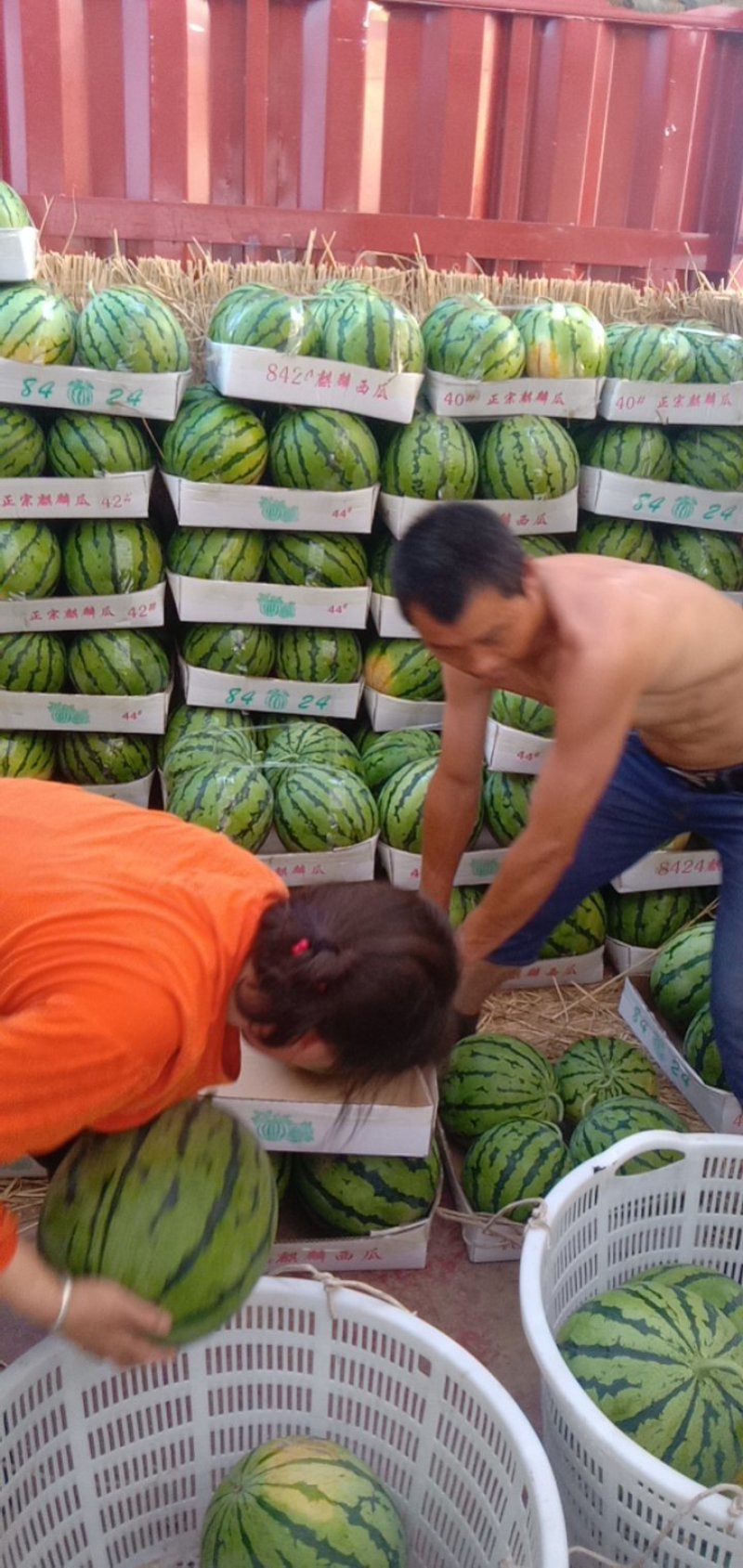岳阳大棚麒麟西瓜头茬7/13斤，专业验瓜，团队装车。