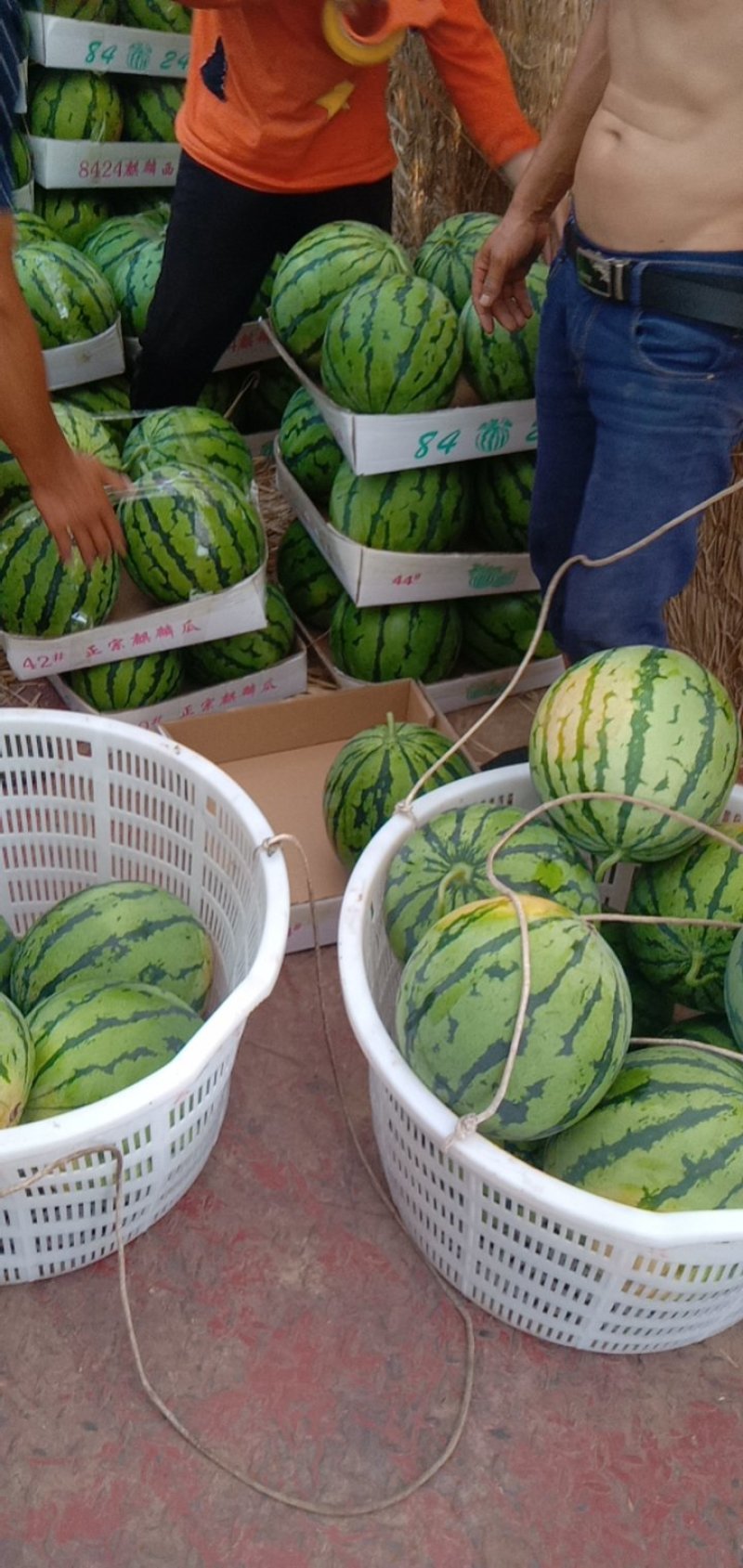 岳阳大棚麒麟西瓜头茬7/13斤，专业验瓜，团队装车。
