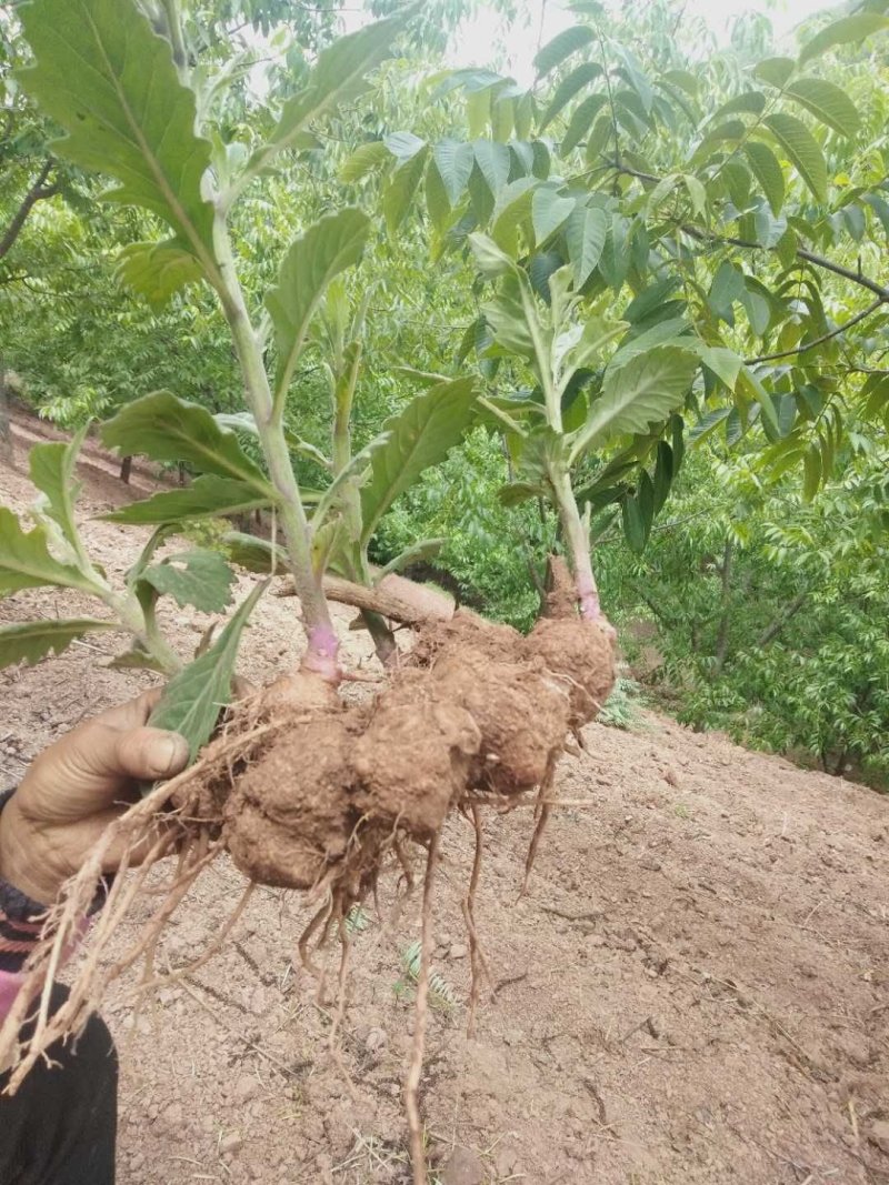 菊三七牛头七野生货源需要联系我