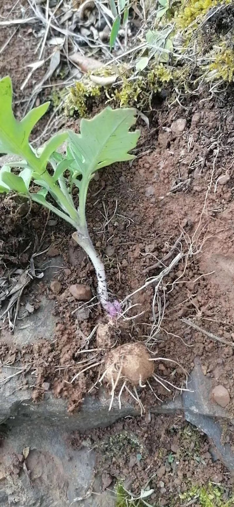 菊三七牛头七野生货源需要联系我