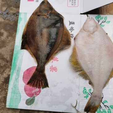 黄金碟鱼