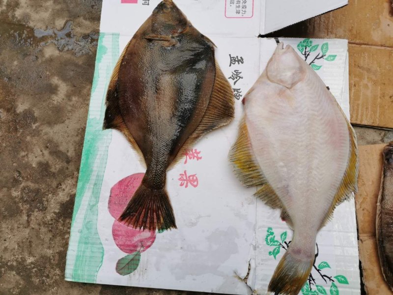黄金碟鱼