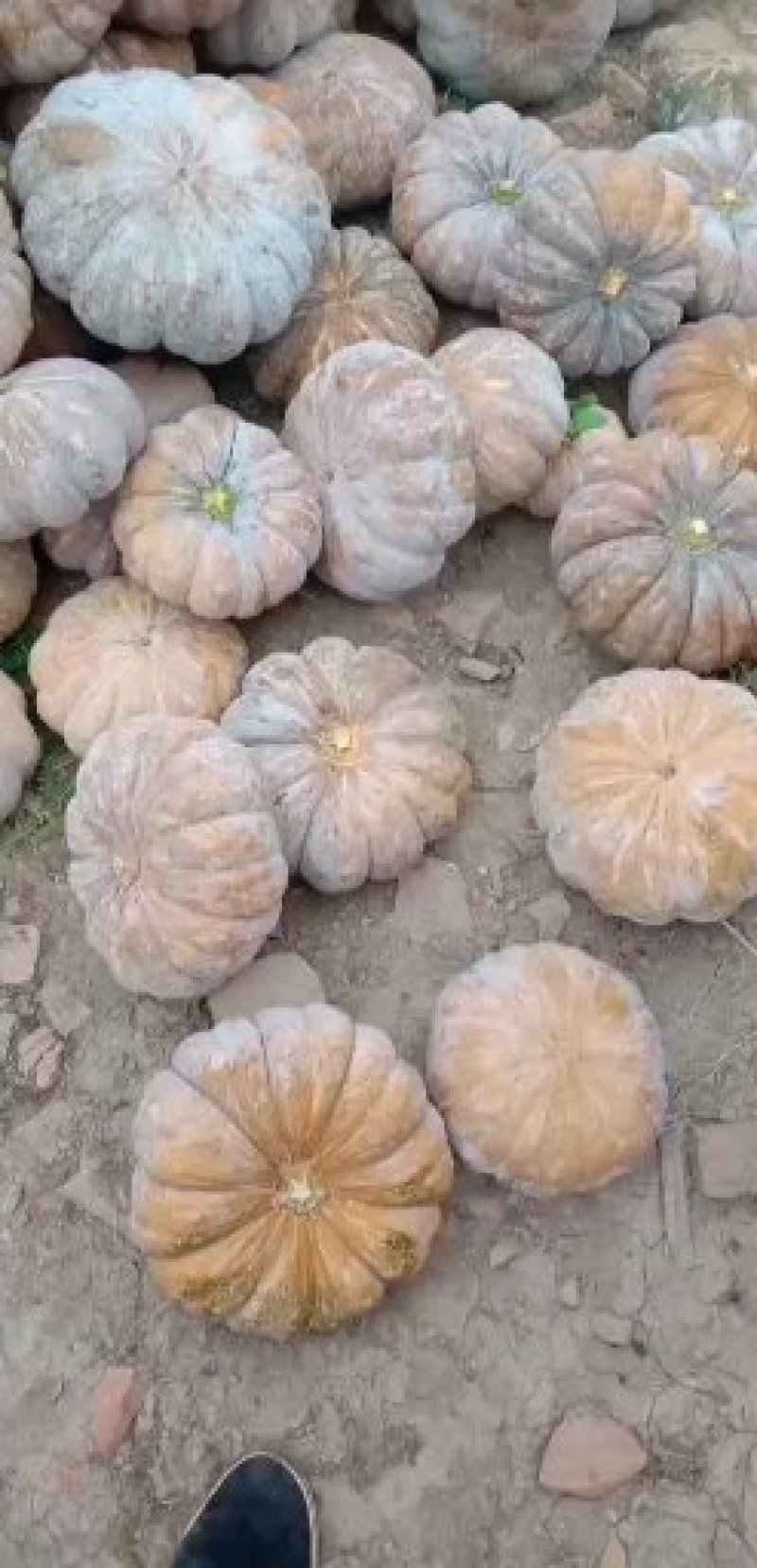 新西兰贝贝(盘龙2号)3斤起，良心经营，诚信第一。