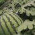 【热销】精品甜王西瓜水果基地直供量大从优一条龙服务