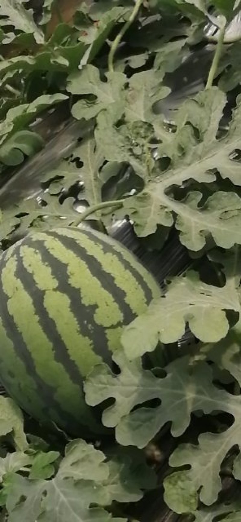【热销】精品甜王西瓜水果基地直供量大从优一条龙服务