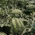 【热销】精品甜王西瓜水果基地直供量大从优一条龙服务
