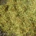 2025年新货金银花的金银花自然晾干无任何添加