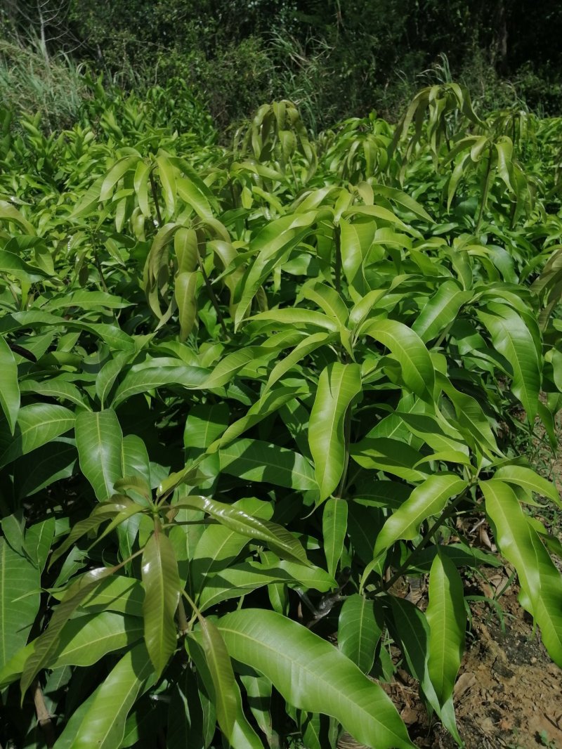 台农一号芒果苗量大优惠