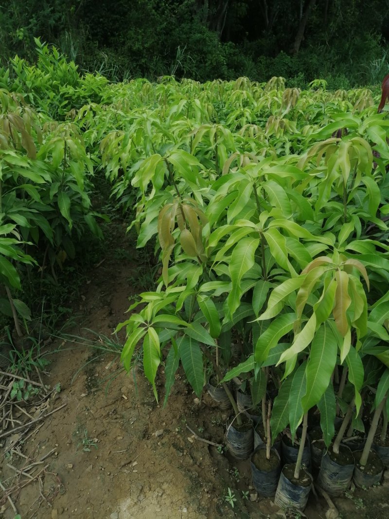 台农一号芒果苗量大优惠