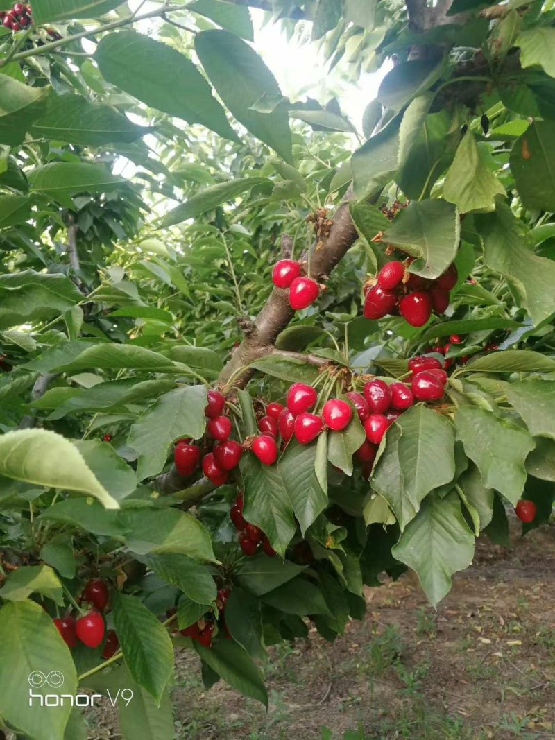 砀山大樱桃露天美早车厘子产地品种多口感好