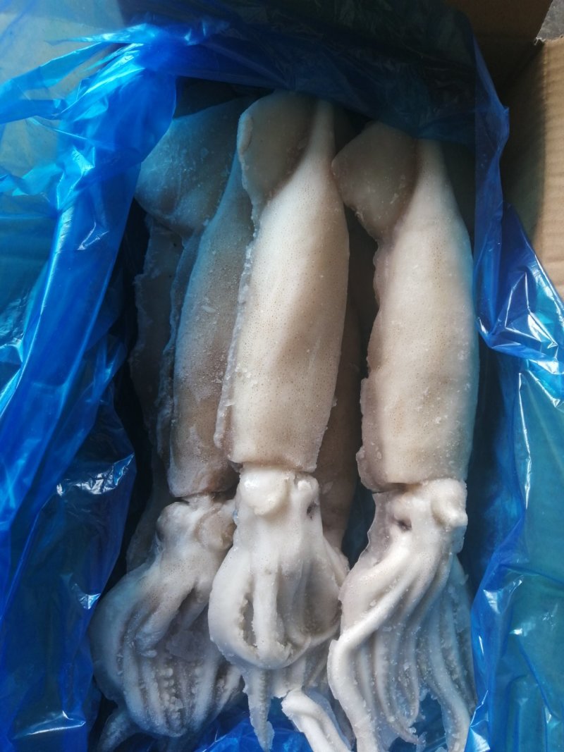 单冻鱿鱼整条鱿鱼大鱿鱼阿根廷鱿鱼品质保证