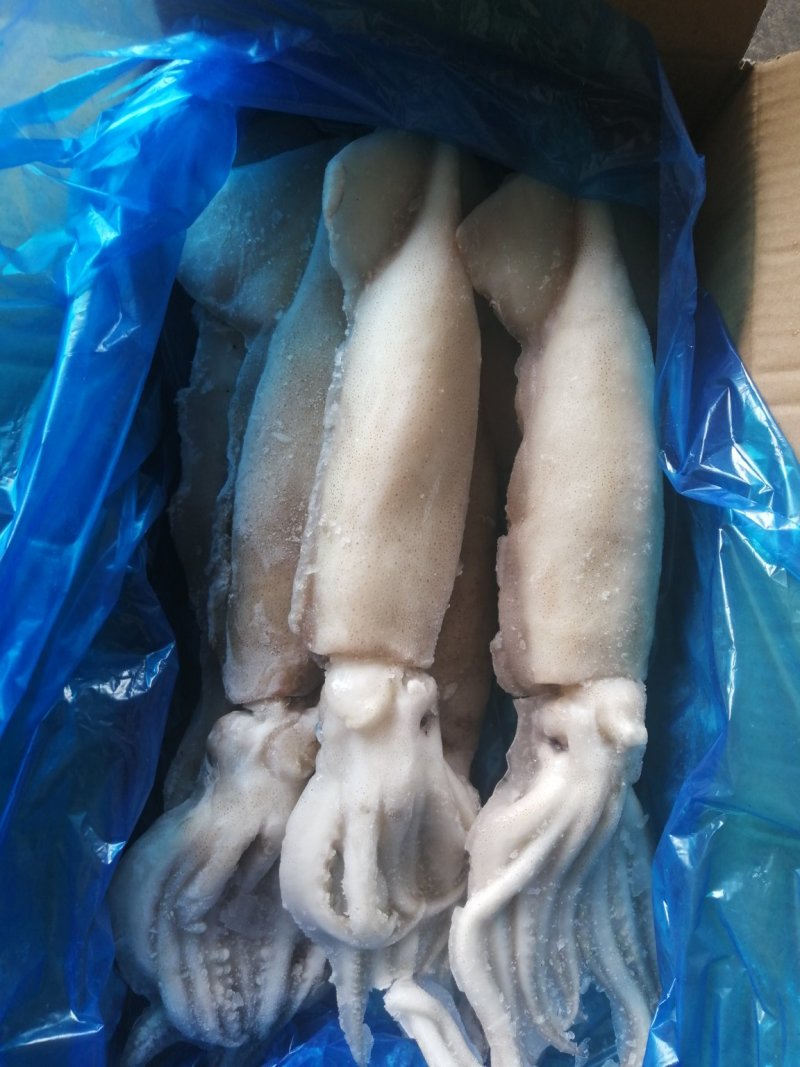 单冻鱿鱼整条鱿鱼大鱿鱼阿根廷鱿鱼品质保证