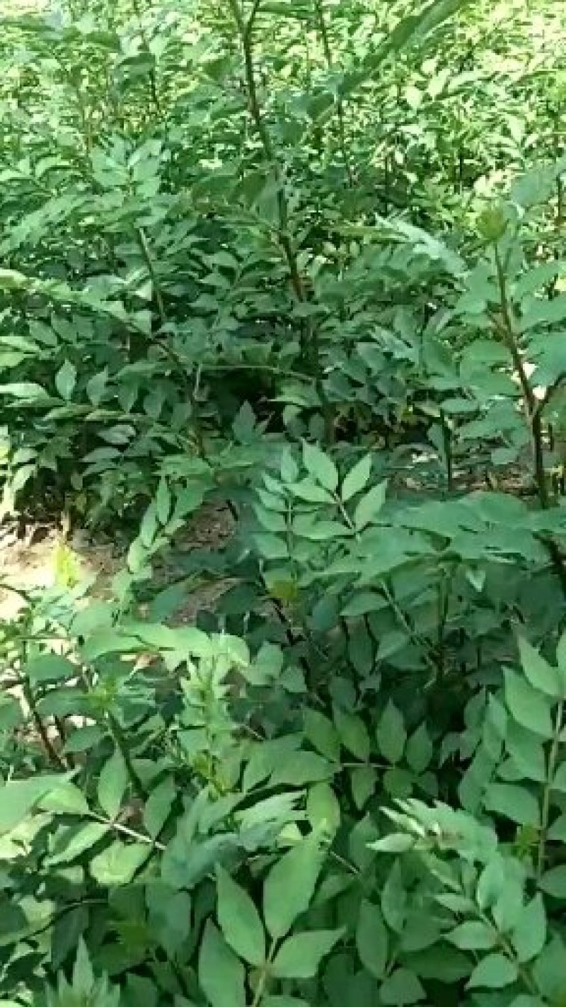 基地直销大红袍花椒苗芽苗花椒芽苗价格无刺花椒苗价格