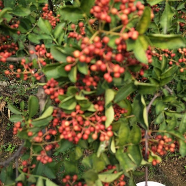 基地直销大红袍花椒苗芽苗花椒芽苗价格无刺花椒苗价格