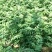 基地直销大红袍花椒苗芽苗花椒芽苗价格无刺花椒苗价格