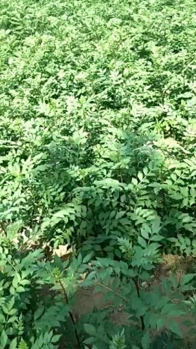 基地直销大红袍花椒苗芽苗花椒芽苗价格无刺花椒苗价格