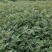 基地直销大红袍花椒苗芽苗花椒芽苗价格无刺花椒苗价格