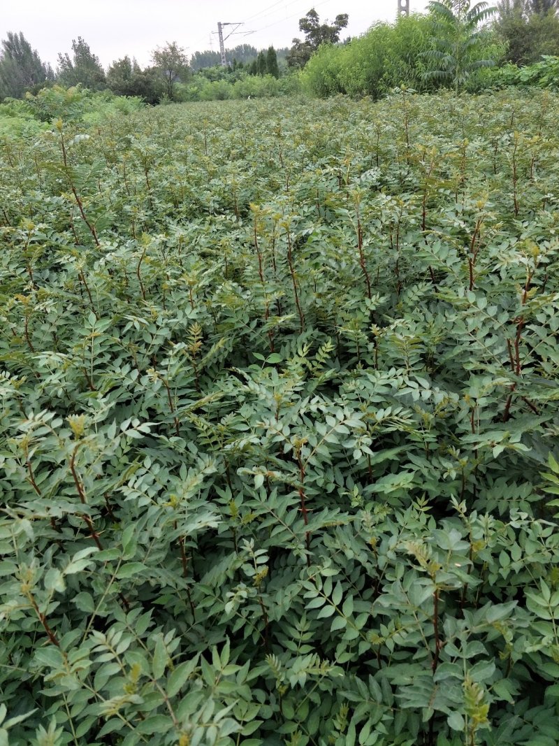 基地直销大红袍花椒苗芽苗花椒芽苗价格无刺花椒苗价格
