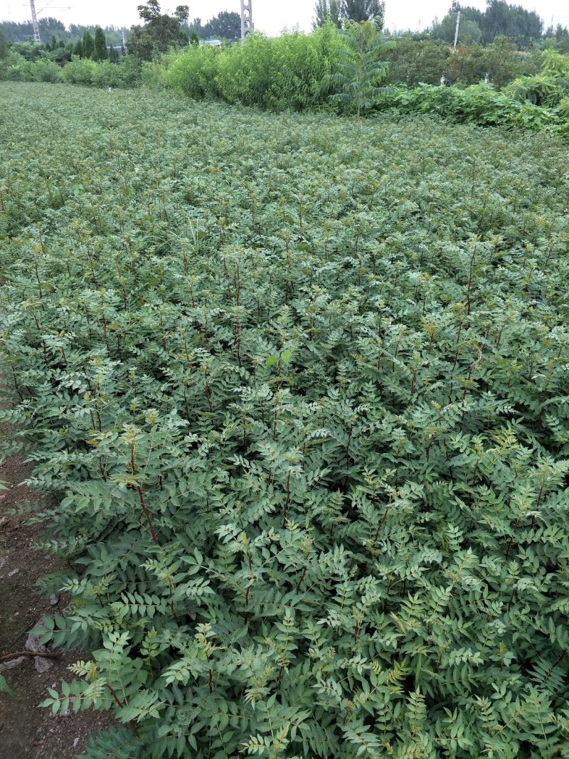 基地直销大红袍花椒苗芽苗花椒芽苗价格无刺花椒苗价格