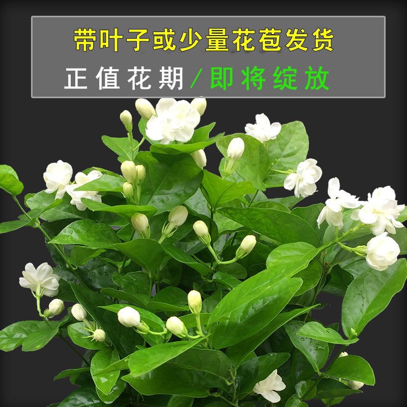 横县茉莉花盆栽茉莉园，高矮都有，品质优良，基地直发，