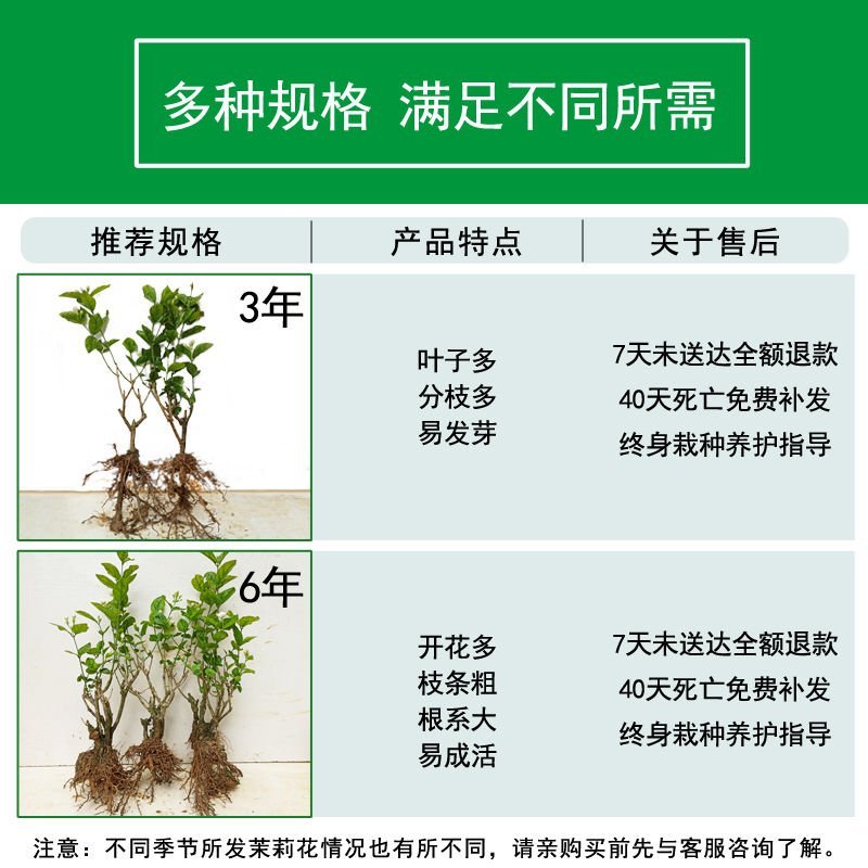 横县茉莉花盆栽茉莉园，高矮都有，品质优良，基地直发，