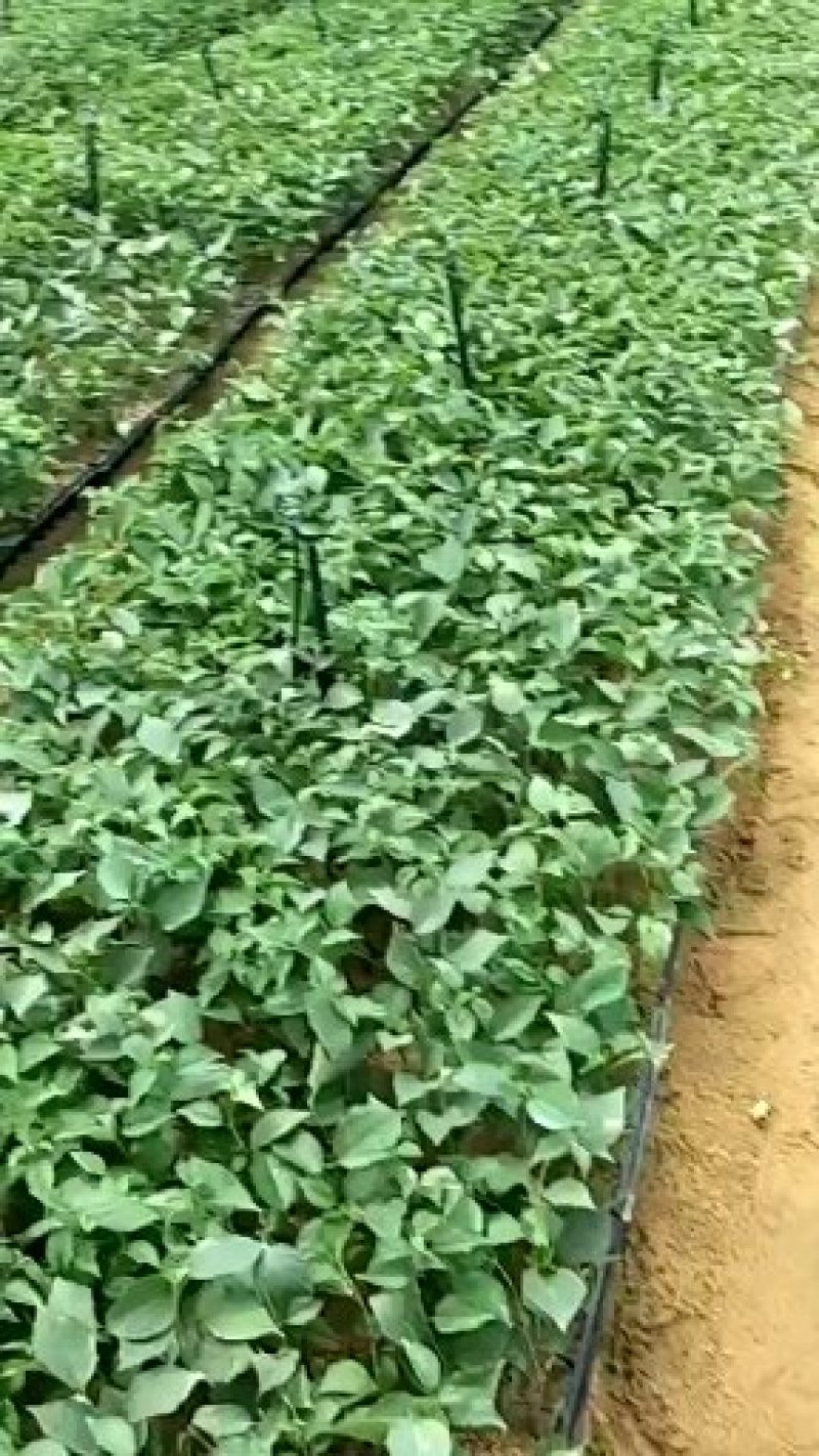 基地直销吉塞拉6号12号盘穴苗矮化樱桃苗