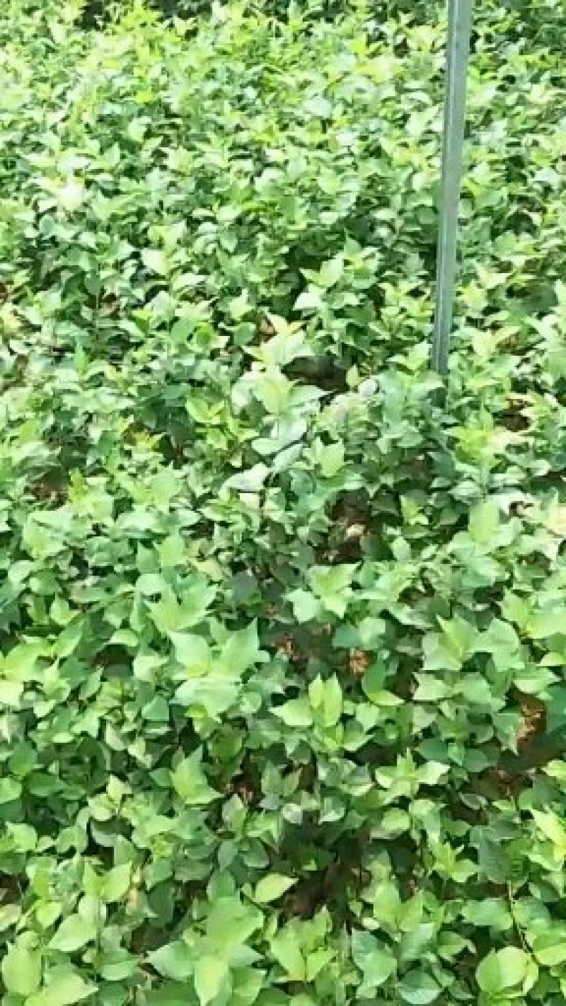 基地直销吉塞拉6号12号盘穴苗矮化樱桃苗