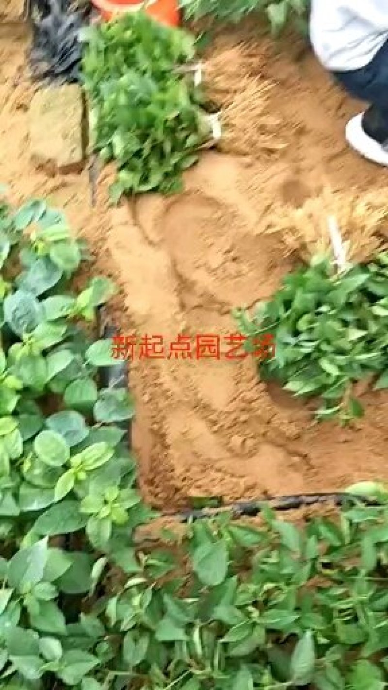 基地直销吉塞拉6号12号盘穴苗矮化樱桃苗