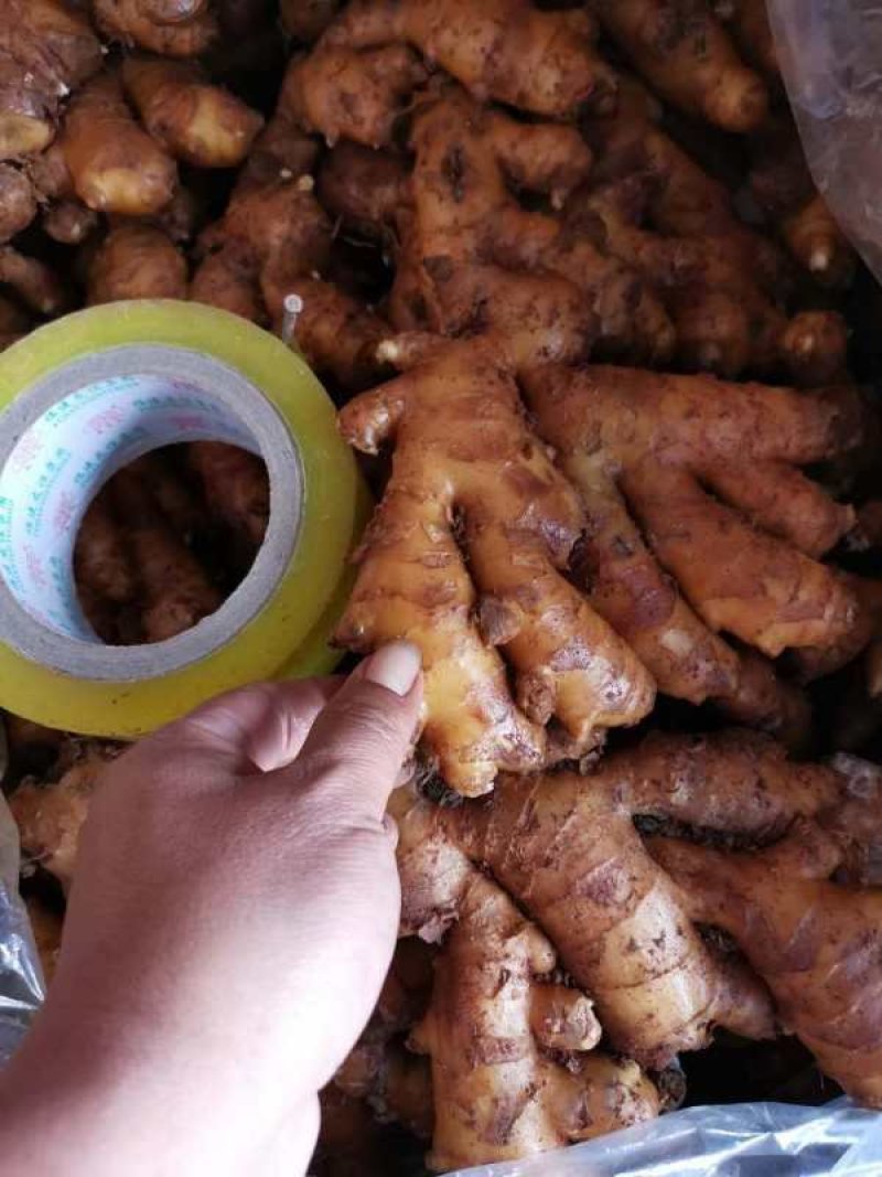 生姜山东生姜批发产地一手货源，块头大颜色黄，坏烂包赔