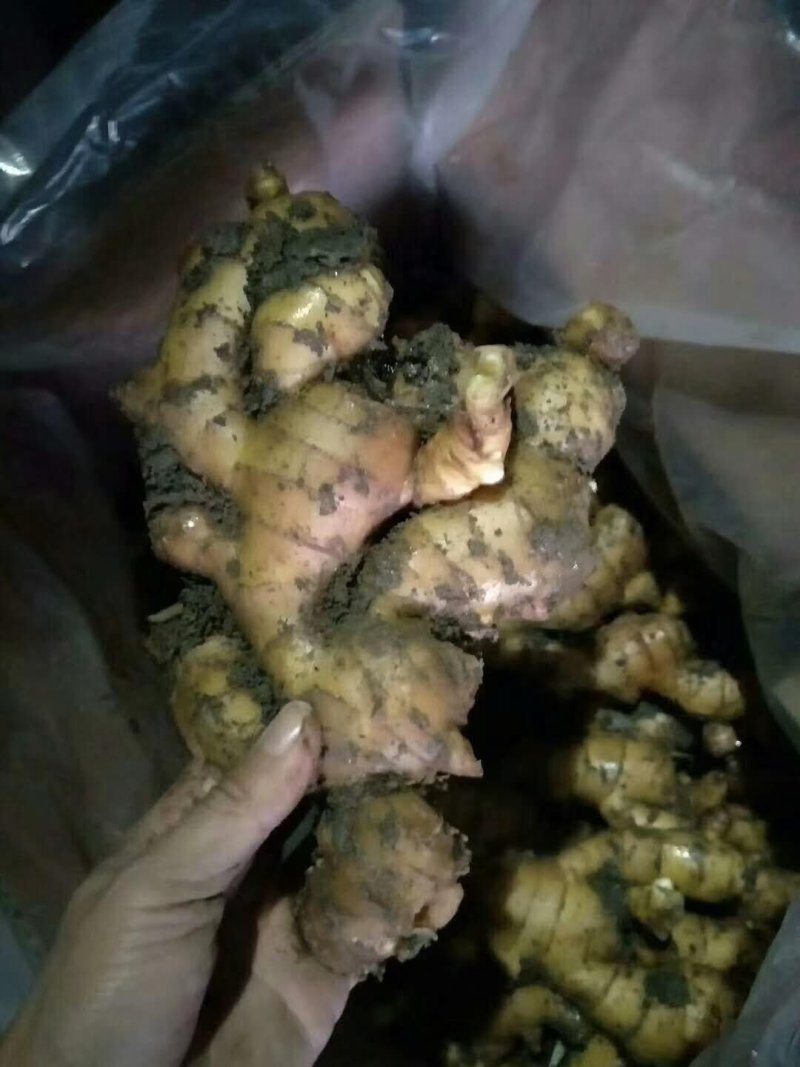 生姜山东生姜批发产地一手货源，块头大颜色黄，坏烂包赔