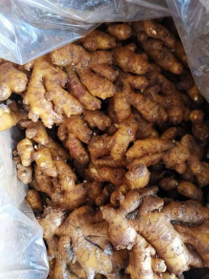 生姜山东生姜批发产地一手货源，块头大颜色黄，坏烂包赔