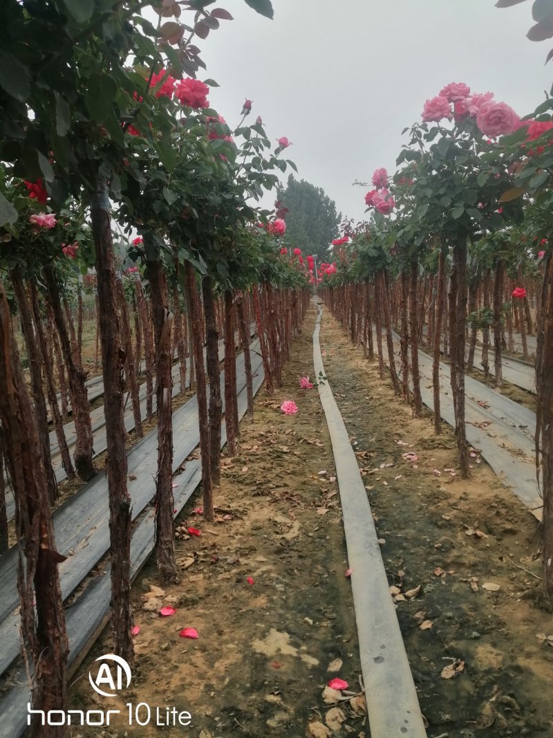 树桩月季自家种植管理1--6公分！价格合理！需要的老板联