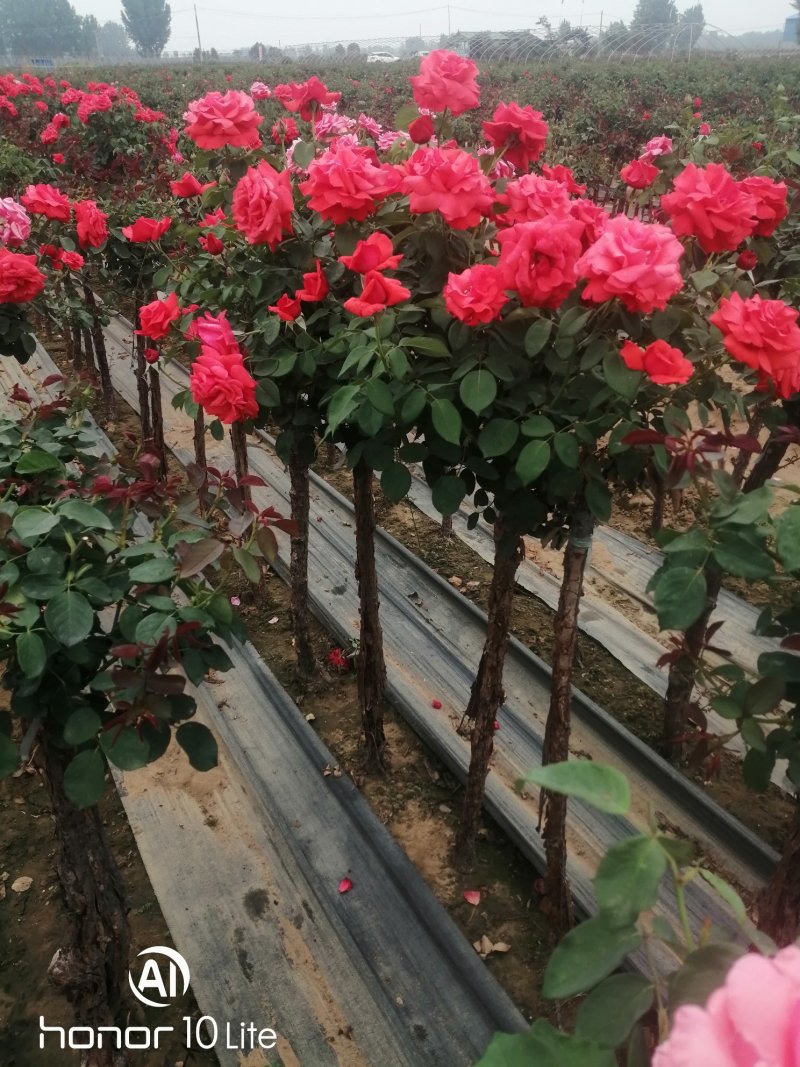 树桩月季自家种植管理1--6公分！价格合理！需要的老板联
