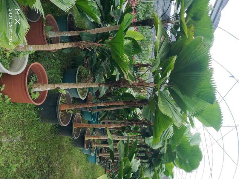 圆叶轴榈，好货，好货，好货