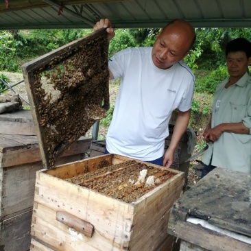 高山自家土蜂蜜产新啦，可以视频看货