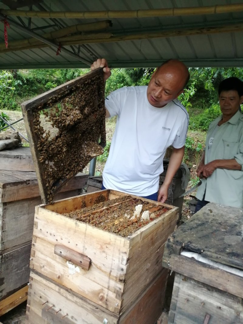 高山自家土蜂蜜产新啦，可以视频看货