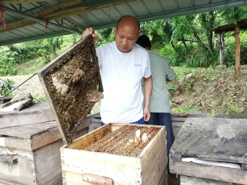 高山自家土蜂蜜产新啦，可以视频看货