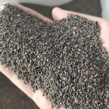 薄荷种子留兰香薄荷种子柠檬美国薄荷种子可食用室内驱蚊虫