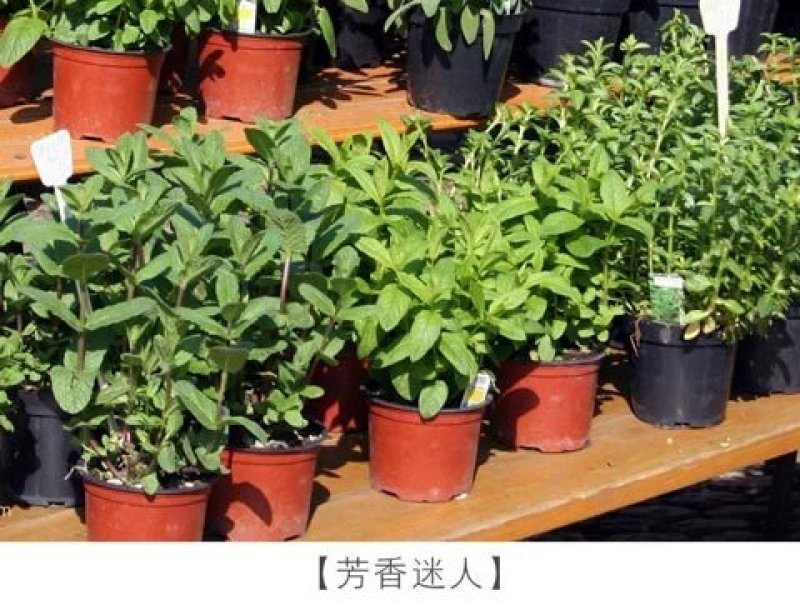 薄荷种子留兰香薄荷种子柠檬美国薄荷种子可食用室内驱蚊虫