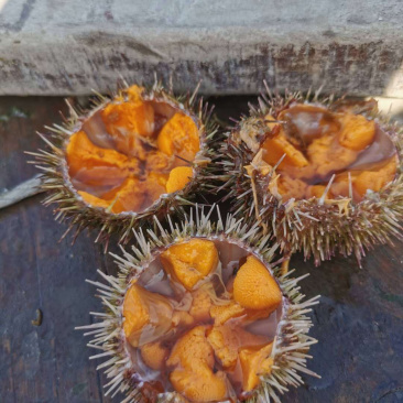 马粪胆新鲜上货
