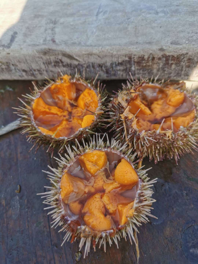 马粪胆新鲜上货