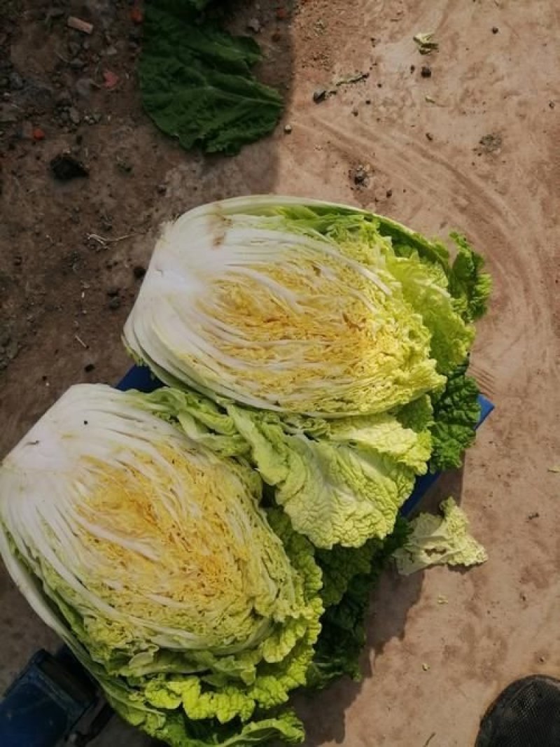 甘肃黄心白菜大量上市欢迎新老客户前来洽谈合作，欢迎来电