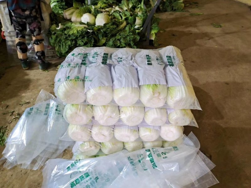 甘肃黄心白菜大量上市欢迎新老客户前来洽谈合作，欢迎来电