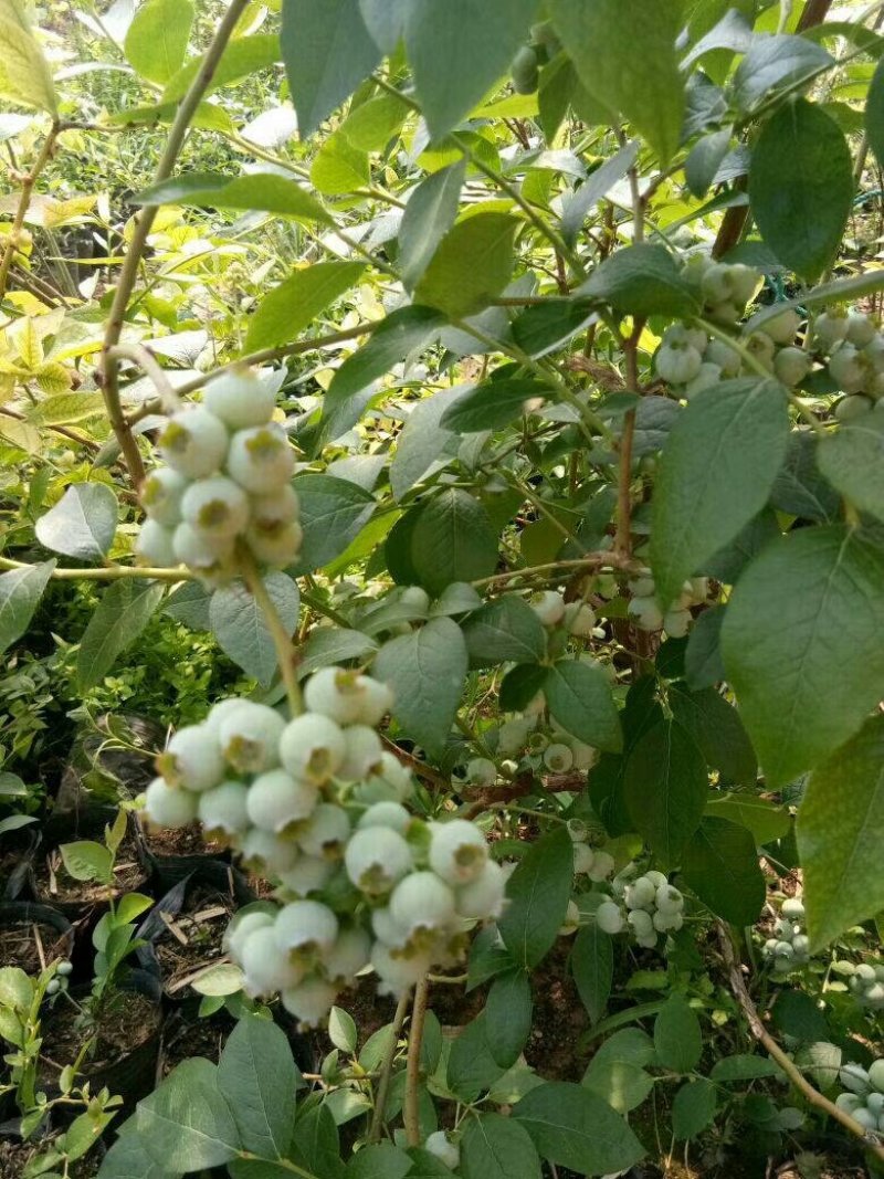 基地直销绿宝石天后蓝莓苗3年蓝莓苗都克莱克西价格