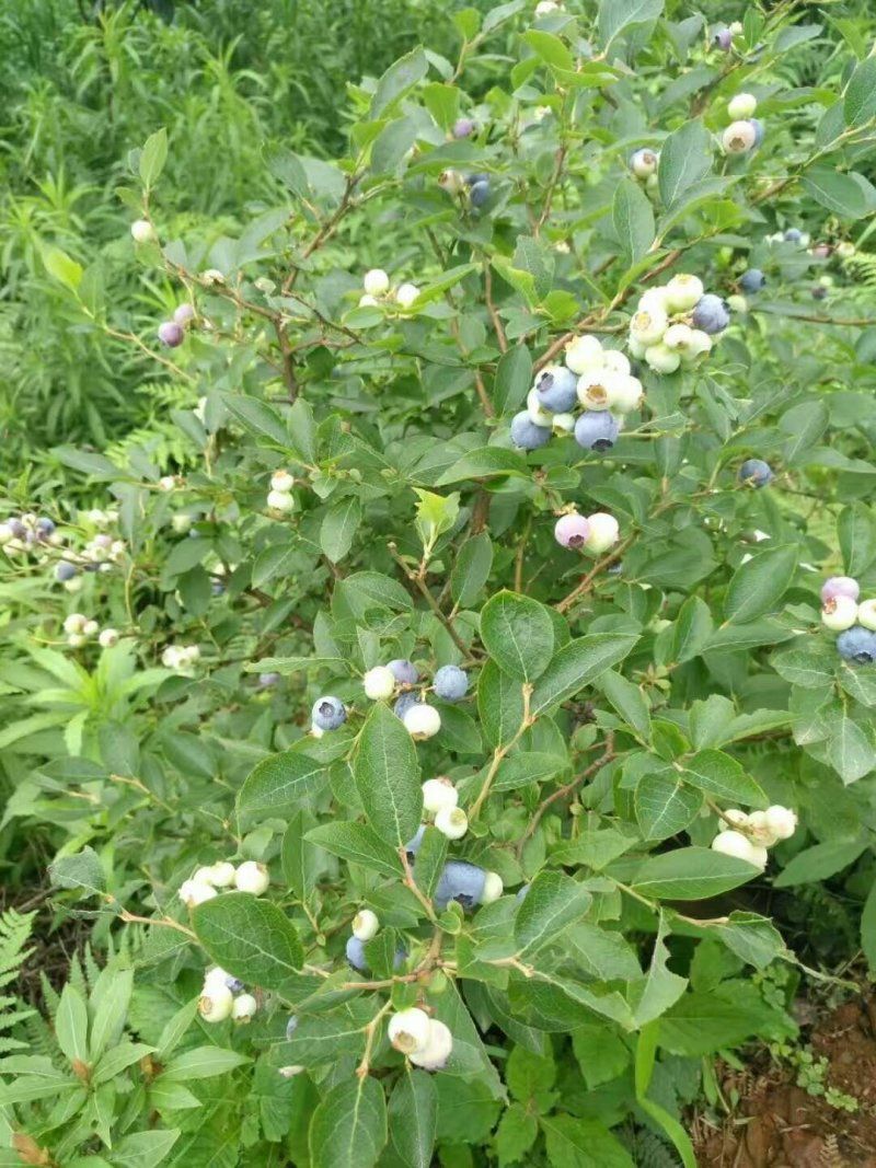 基地直销绿宝石天后蓝莓苗3年蓝莓苗都克莱克西价格