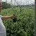 基地直销绿宝石天后蓝莓苗3年蓝莓苗都克莱克西价格