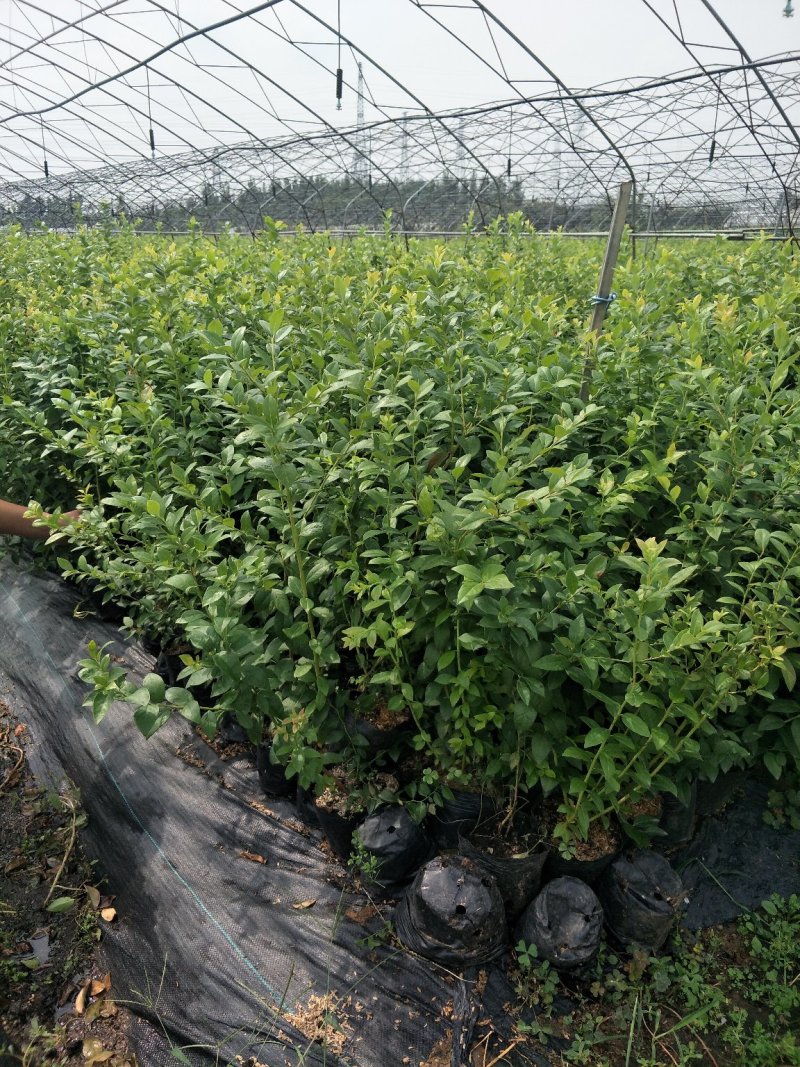 基地直销绿宝石天后蓝莓苗3年蓝莓苗都克莱克西价格