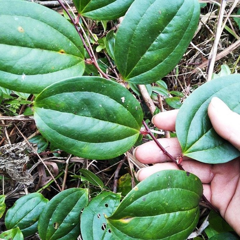 正宗2020年药典品种金刚藤本产地