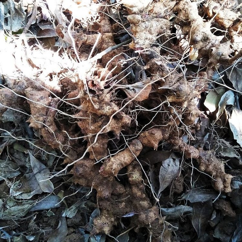 正宗2020年药典品种金刚藤本产地